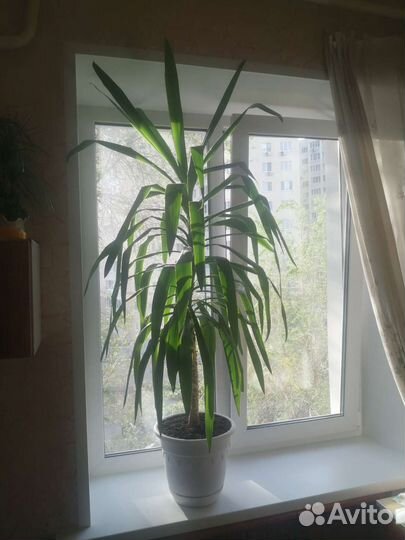 Пальма юкка