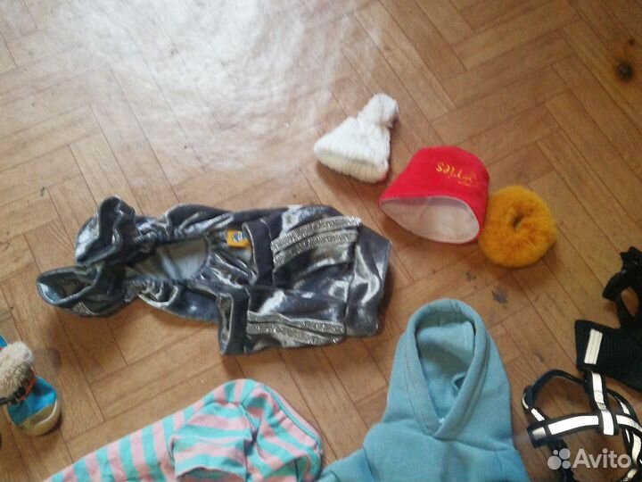 Шмотки на чихуа