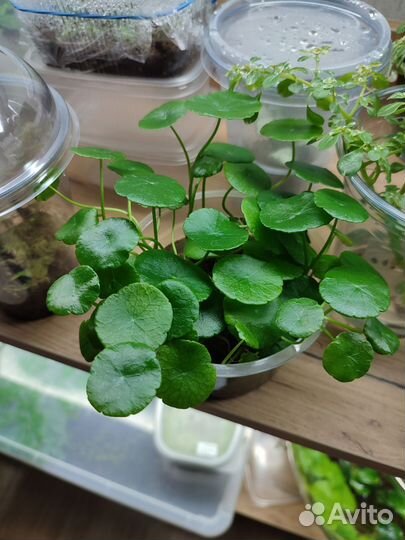 Гидрокотила