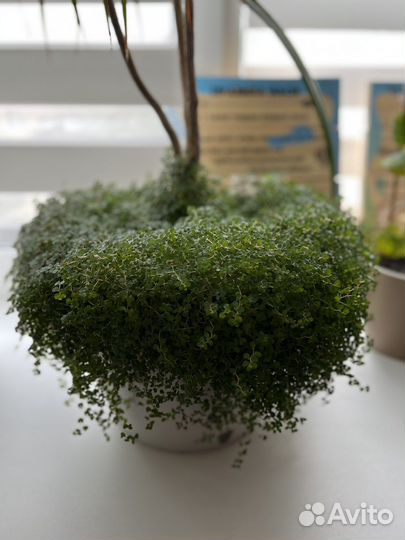 Горшечные растения