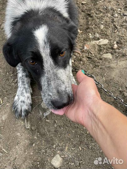 Молодой, ласковый метис