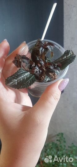 Комнатные растения