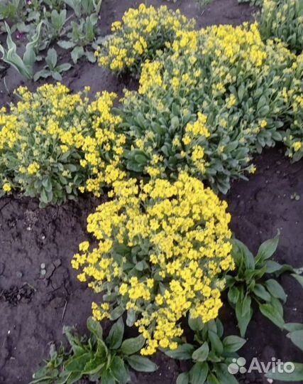 Многолетние садовые растения