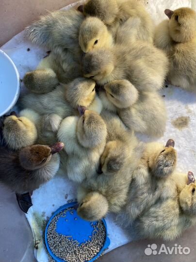 Индоутята Мускусные утята. Тяжелые линии