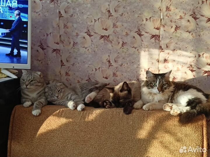 Отдам кошек бесплатно