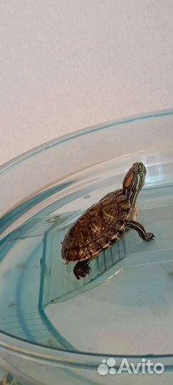 Красноухая черепаха бесплатно