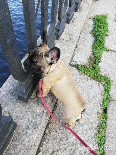 Французский бульдог щенки