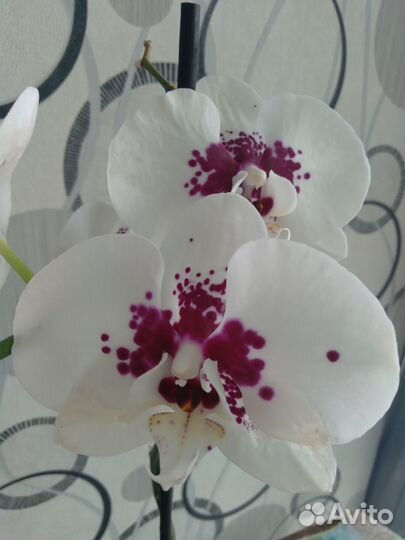Орхидея фаленопсис