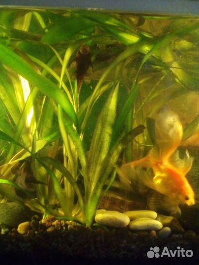 Аквариумные растения