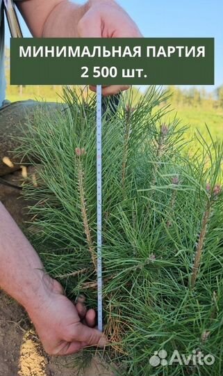 Саженцы сосны и ели окс от производителя