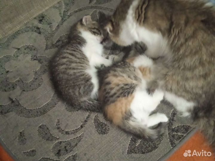 Кошка в дар бесплатно