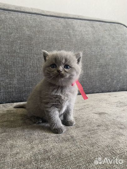 Британские котята