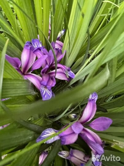 Ирис ноготковый