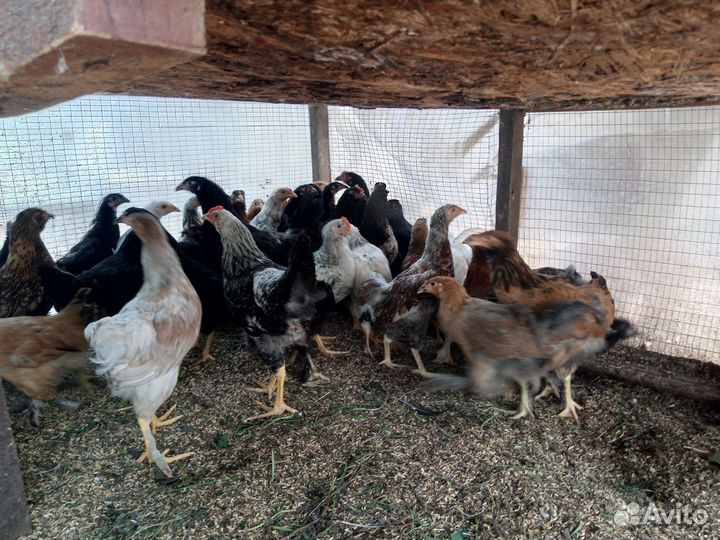 Петухи на откорм, на развод