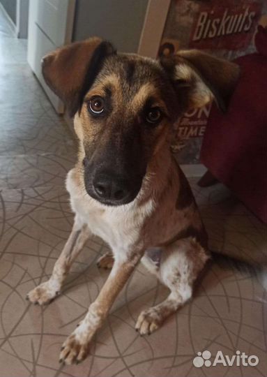 Юта в добрые руки