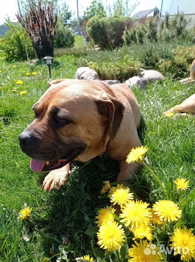 Бульдожка - спасеныш, бесплатно, из разведения