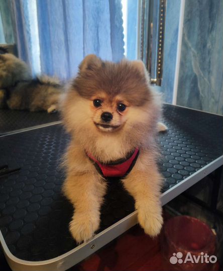 Продаю шпиц девочка