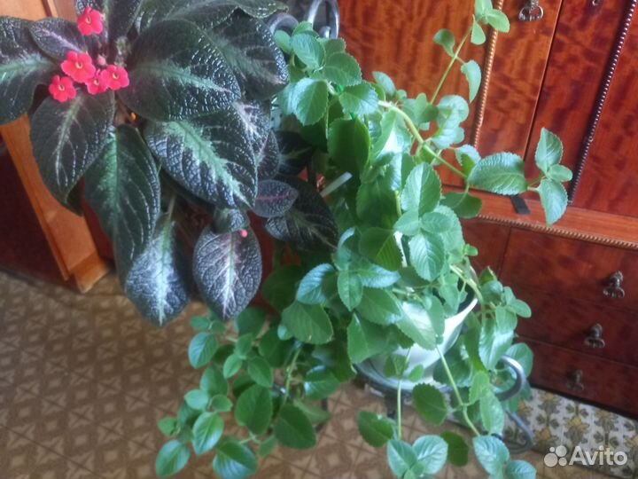 Клеродендрум эписции