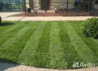 Укладка газона
