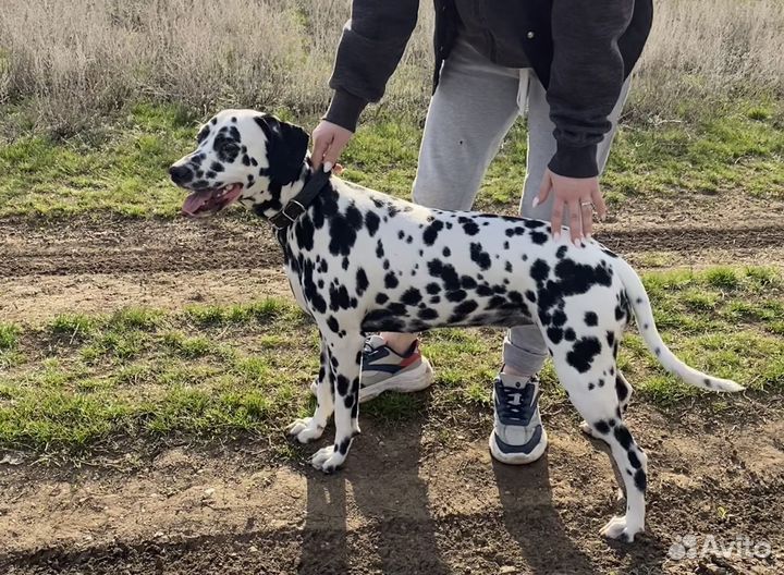 Ищем жениха