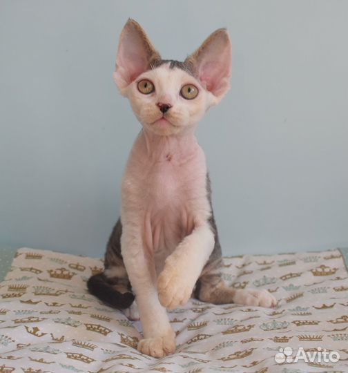 Котик девон рекс