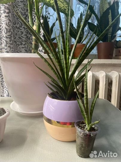 Сансевиерия (микс 2)