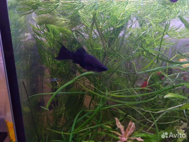 Аквариумные рыбки