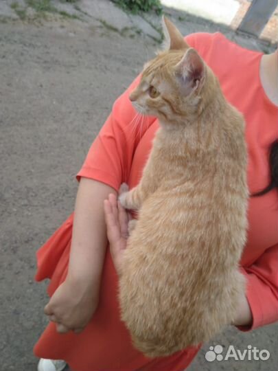 Кошка-подросток