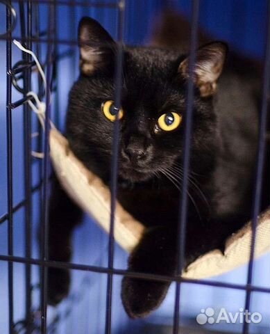 Красавец кот Мустик в добрые руки