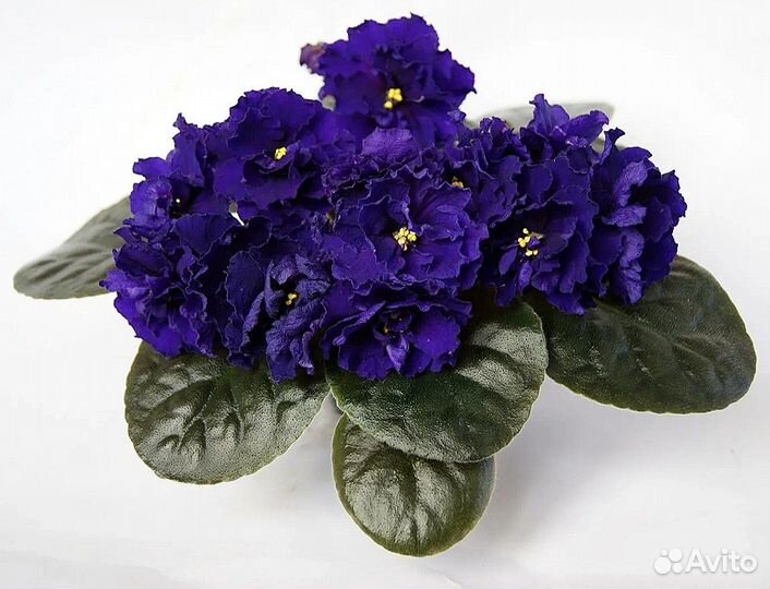 Взрослые сортовые фиалки и черенки