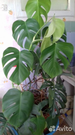 Шикарная Монстера 1.5 метра
