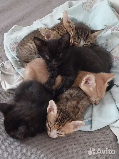 Котята в добрые руки бесплатно