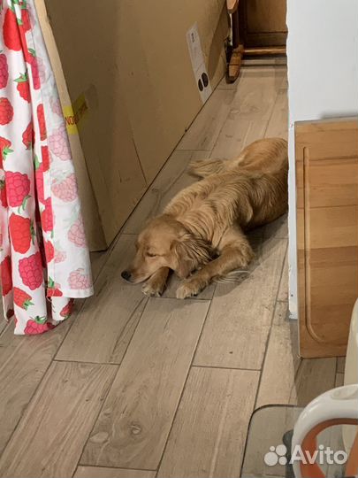 Собака бесплатно