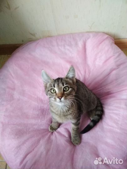 Ласковые котята в дар