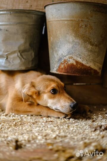 Щенок из приюта