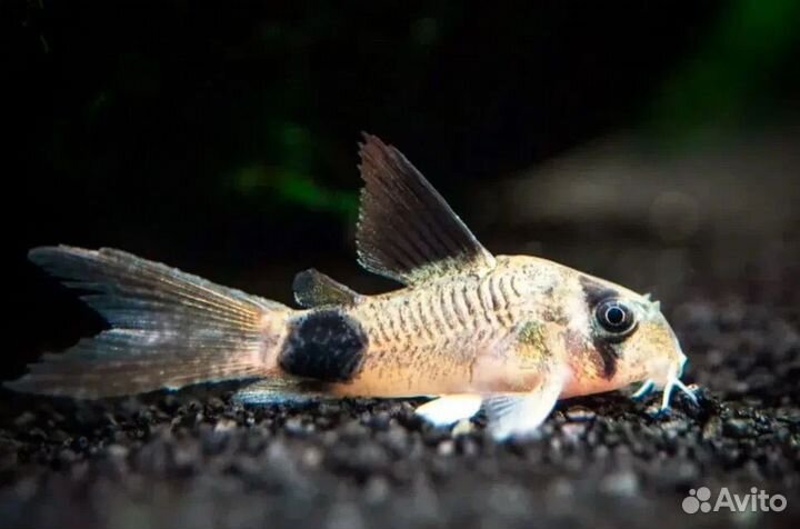 Сомики коридорасы,стурисома панамская