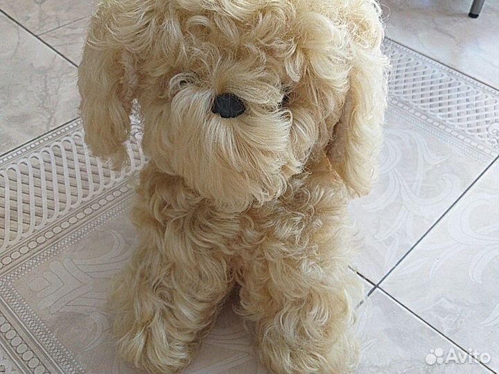 Сабака болонка