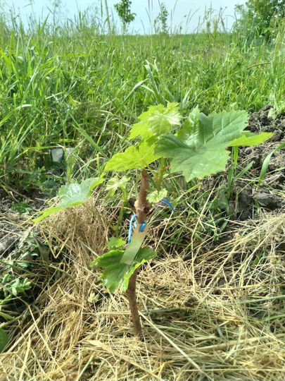 Участок 34 сот. (ИЖС)