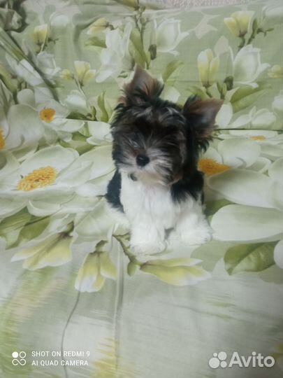 Щенок бивера