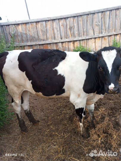 Телочка10месяцев