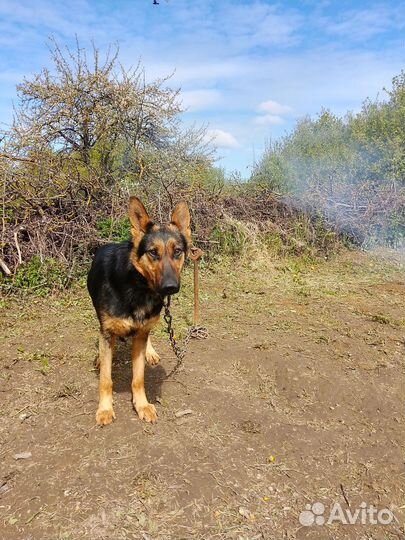 Продам щенков европейской овчарки