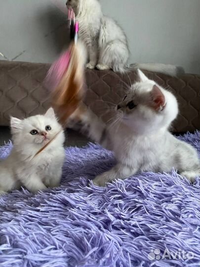 Британские шиншиллы котята