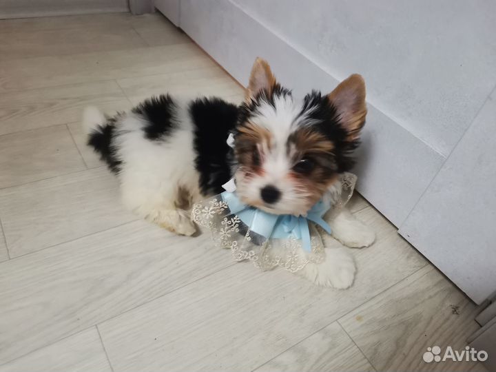 Мальчик бивер