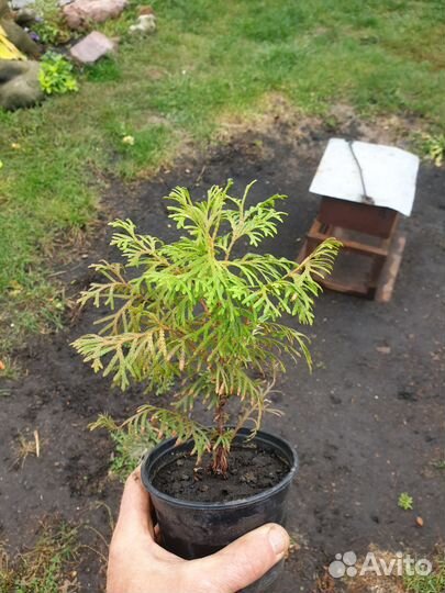 Саженцы туя