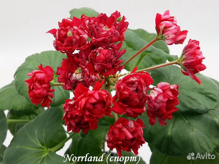 Пеларгонии сортовые