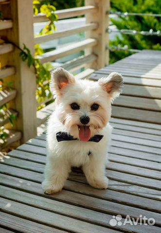 Маленькая собачка для фотосессии