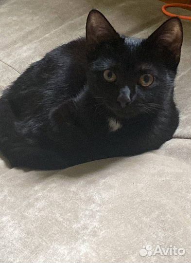 Кошка