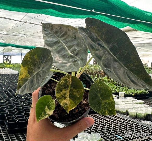 Алоказия Седении