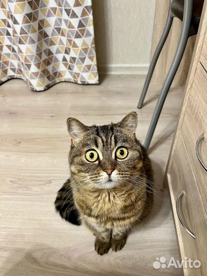 Шотландская кошка