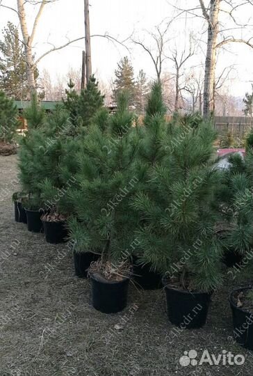 Сибирский кедр экстра класс. Саженцы